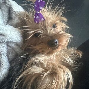 The limited pink dress